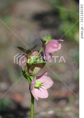 冬の貴婦人 102188165