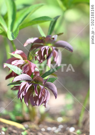 冬の貴婦人 102188166