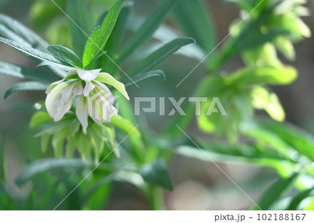 冬の貴婦人 冬の貴婦人 102188167