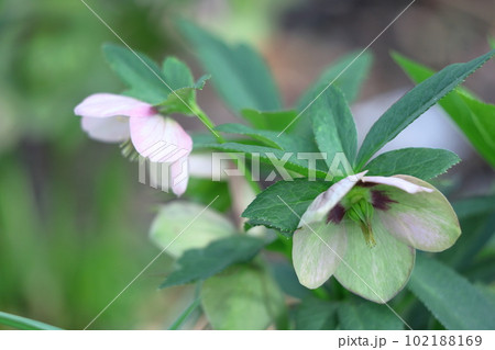 冬の貴婦人 冬の貴婦人 102188169