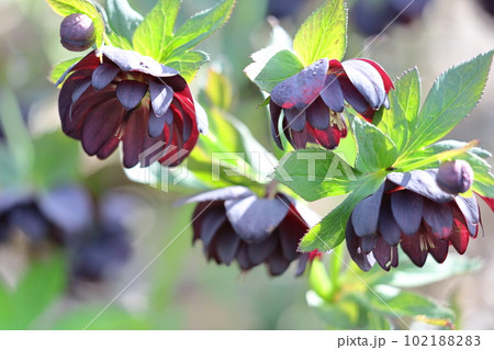 冬の貴婦人 102188283