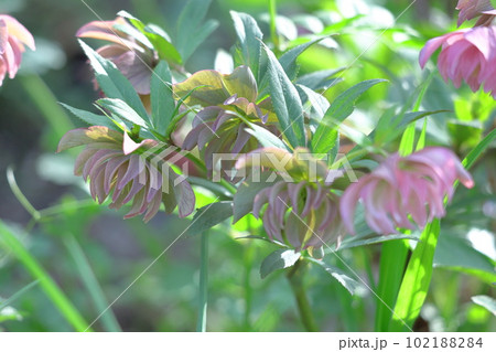 冬の貴婦人 102188284