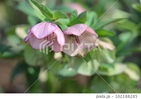 冬の貴婦人 冬の貴婦人 102188285