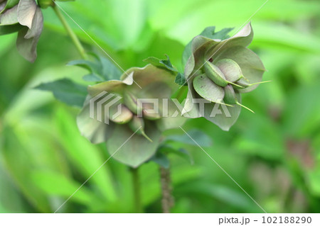 冬の貴婦人 冬の貴婦人 102188290