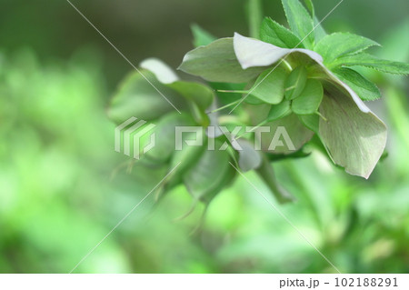 冬の貴婦人 102188291