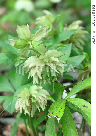 冬の貴婦人 102188292