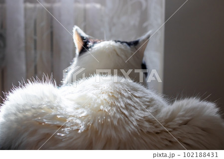 The back and ears of a white cat The back and ears of a white cat 102188431