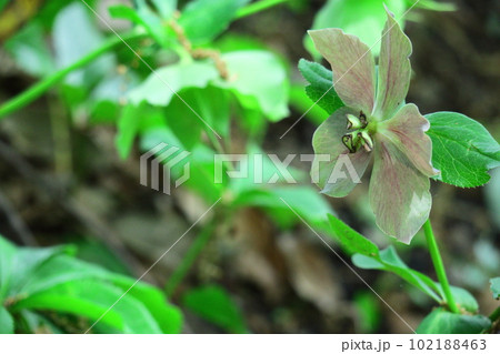 冬の貴婦人 102188463