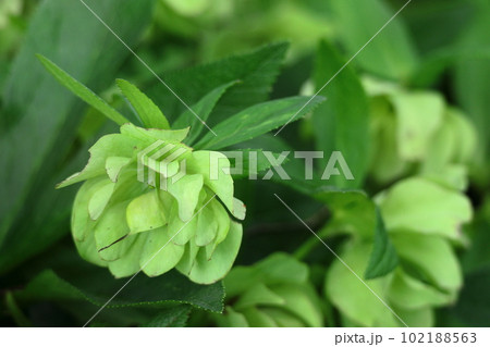 冬の貴婦人 102188563