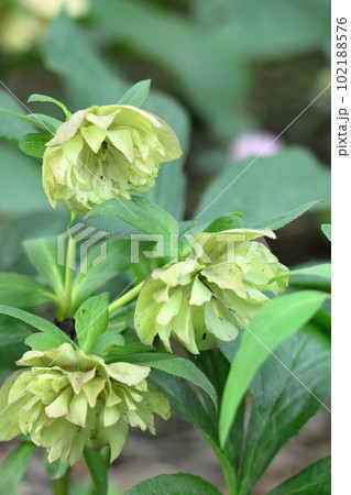 冬の貴婦人 102188576