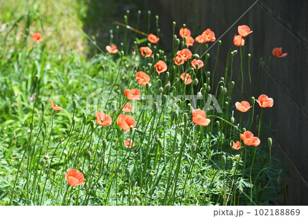 群生するナガミヒナゲシ（長実雛芥子） 102188869