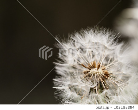 タンポポの綿毛 102188894