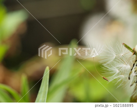 タンポポの綿毛 102188895
