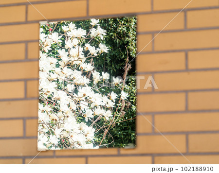 切り取ったように鏡に映った満開のハクモクレン 102188910