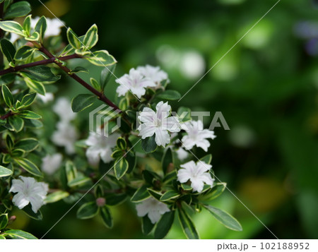 ハクチョウゲの花 102188952