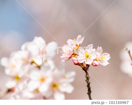 春らんまん　満開の美しい東海桜 102188967