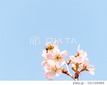 春らんまん　満開の美しい東海桜とミツバチ 102188968