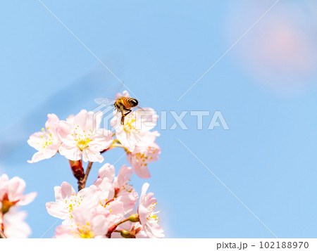 春らんまん　満開の美しい東海桜とミツバチ 102188970