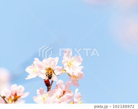春らんまん　満開の美しい東海桜とミツバチ 102188972