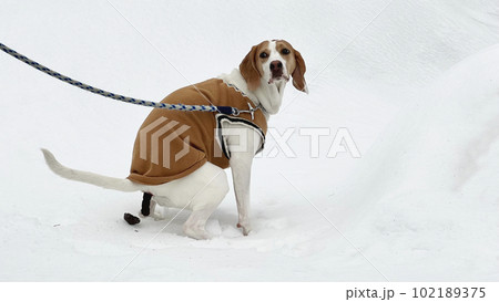 雪の上でうんちをしながらこちらを向く犬 雪の上でうんちをしながらこちらを向く犬 102189375