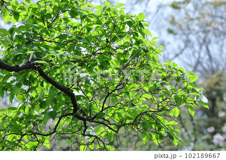 緑萌える 102189667