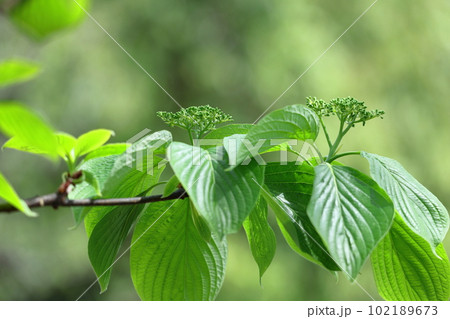 緑萌える 102189673