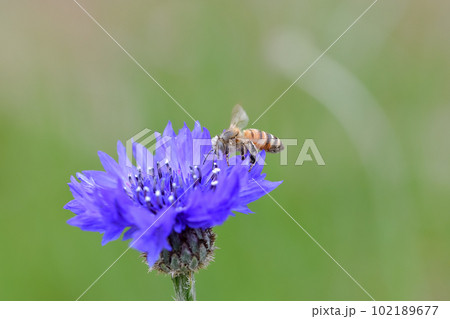 ミツバチ 102189677