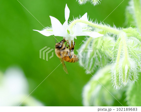 ミツバチ 102189683