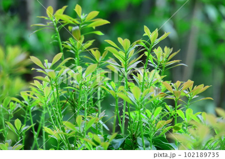 緑萌える 102189735