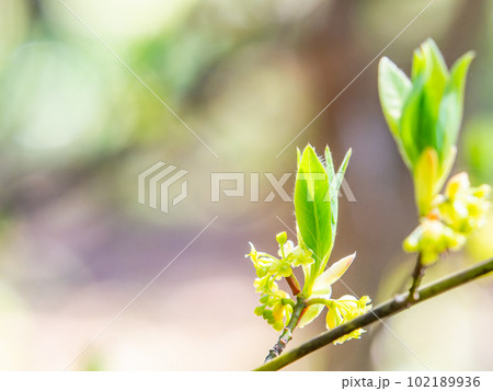 生命感あふれる春の景色 クロモジの美しい若葉と花 生命感あふれる春の景色 クロモジの美しい若葉と花 102189936