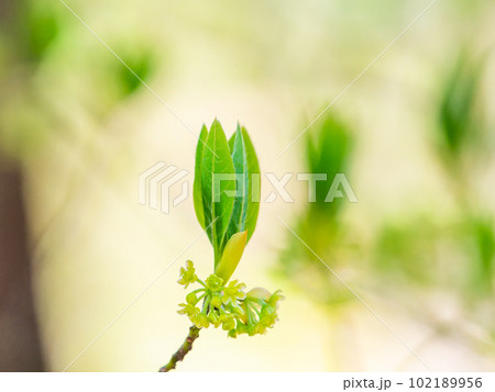 生命感あふれる春の景色 クロモジの美しい若葉と花 生命感あふれる春の景色 クロモジの美しい若葉と花 102189956