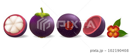 Purple mangosteen 3D elements 102190408