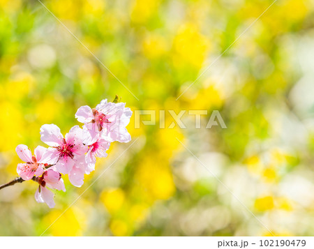 春らんまん　満開のアーモンドの花 102190479