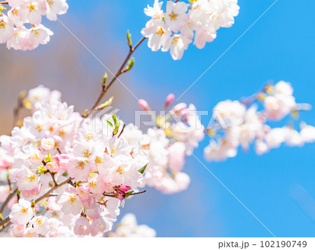 春らんまん 満開のジンダイアケボノ桜 春らんまん 満開のジンダイアケボノ桜 102190749