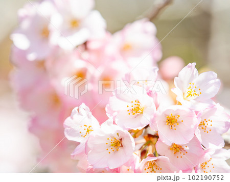 春らんまん　満開のジンダイアケボノ桜 102190752