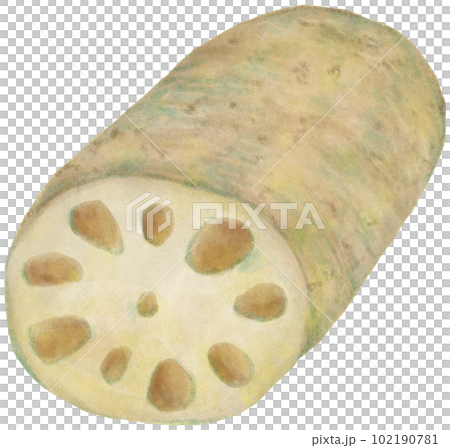 Lotus root Lotus root 102190781