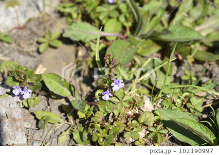 Ground-ivy Ground-ivy 102190997