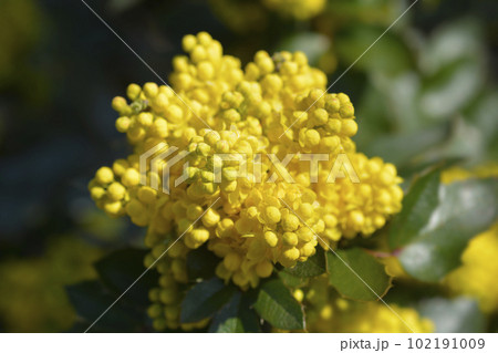 Oregon grape 102191009