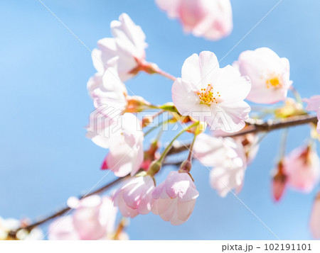 春らんまん 満開の美しい枝垂桜 春らんまん 満開の美しい枝垂桜 102191101
