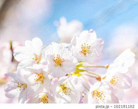 春らんまん　満開の美しい枝垂桜 102191102