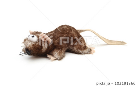 Toy mouse for cats isolated. Toy mouse for cats isolated. 102191366