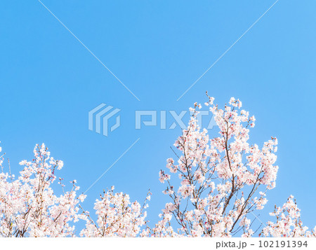 春らんまん　満開の美しい東海桜 102191394