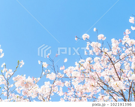 春らんまん　満開の美しい東海桜 102191396