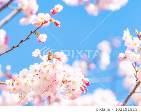 春らんまん 満開のジンダイアケボノ桜 春らんまん 満開のジンダイアケボノ桜 102191815