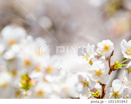 春らんまん　満開の美しい桜　ソメイヨシノ 102191942