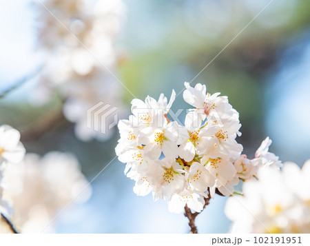 春らんまん　満開の美しい桜　ソメイヨシノ 102191951