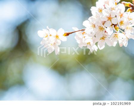 春らんまん 満開の美しい桜 ソメイヨシノ 春らんまん 満開の美しい桜 ソメイヨシノ 102191969