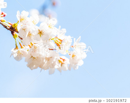 春らんまん　満開の美しい桜　ソメイヨシノ 102191972