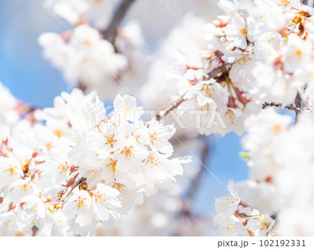 春らんまん　満開の美しい桜　ソメイヨシノ 102192331