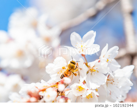 春らんまん　満開の美しい桜とミツバチ 102192344